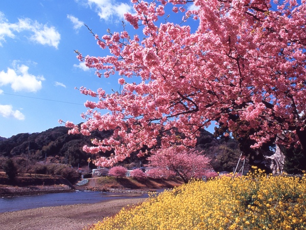 みなみの桜