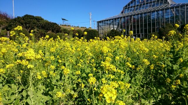 爪木の菜の花