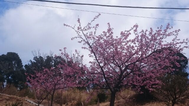 20160213山田屋の桜１