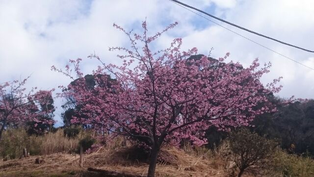 20160213山田屋の桜２