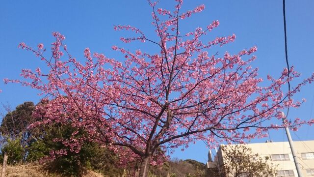 20160214山田屋の桜1