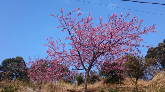 20160214山田屋の桜２