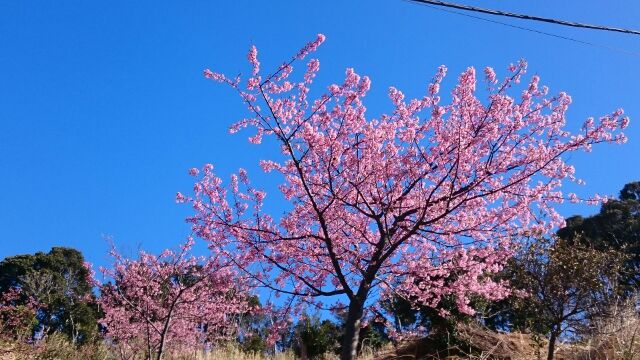 20160216山田屋の桜５