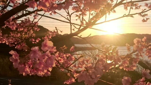 H280218夕陽と桜1