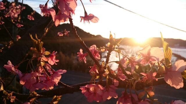 H280218夕陽と桜2