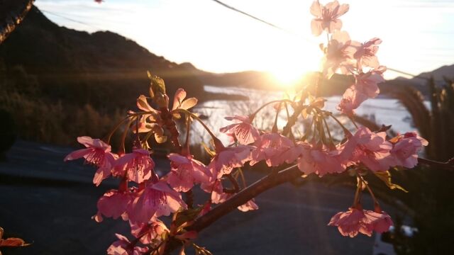 H280218夕陽と桜３