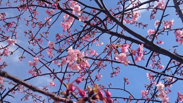 山田屋の桜１