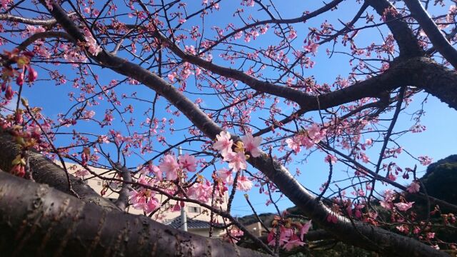 山田屋の桜２