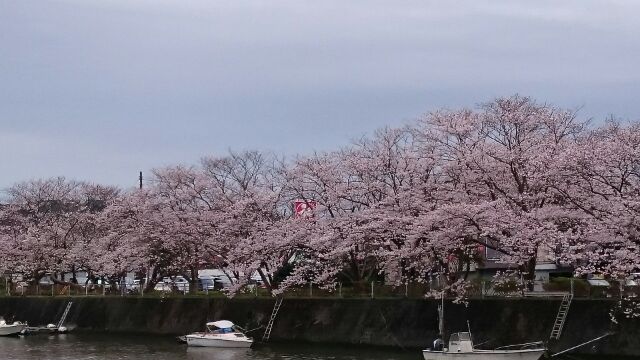 H280404稲生沢川桜