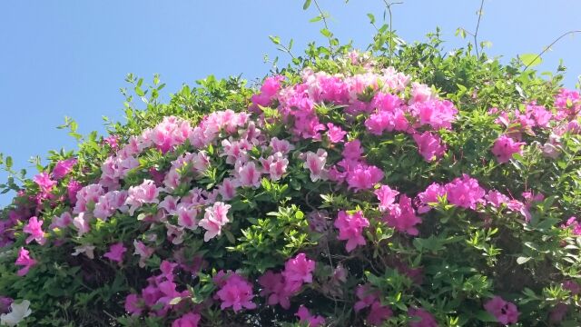 山田屋のつつじ①