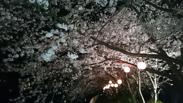 本郷公園夜桜③